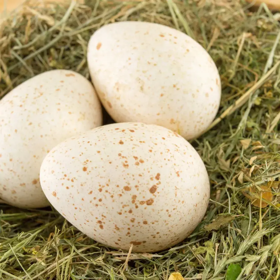 turkey-eggs