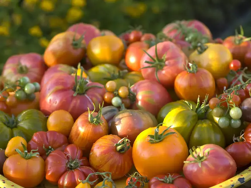 Selection of heirloom tomatoes.