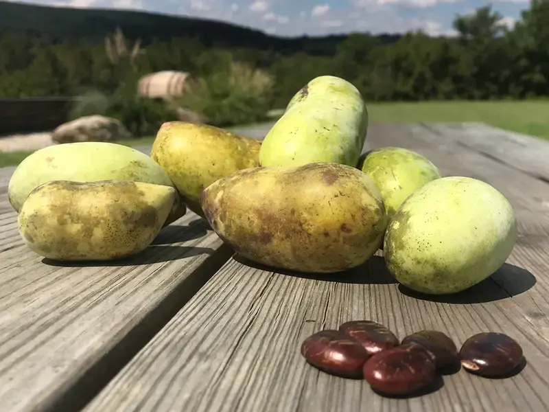 Pawpaws.