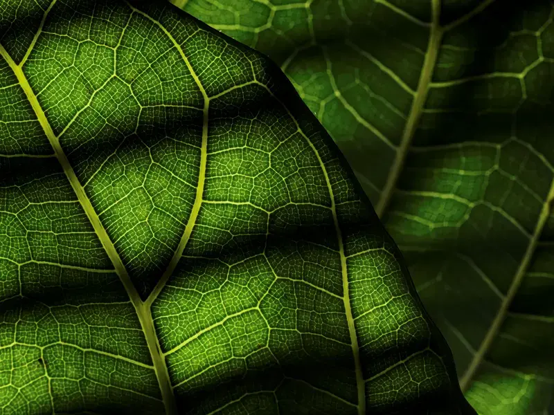 Fig Leaves