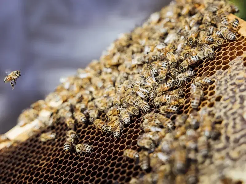 Rosewood Miramar Bees