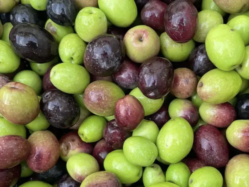 OLA Olives