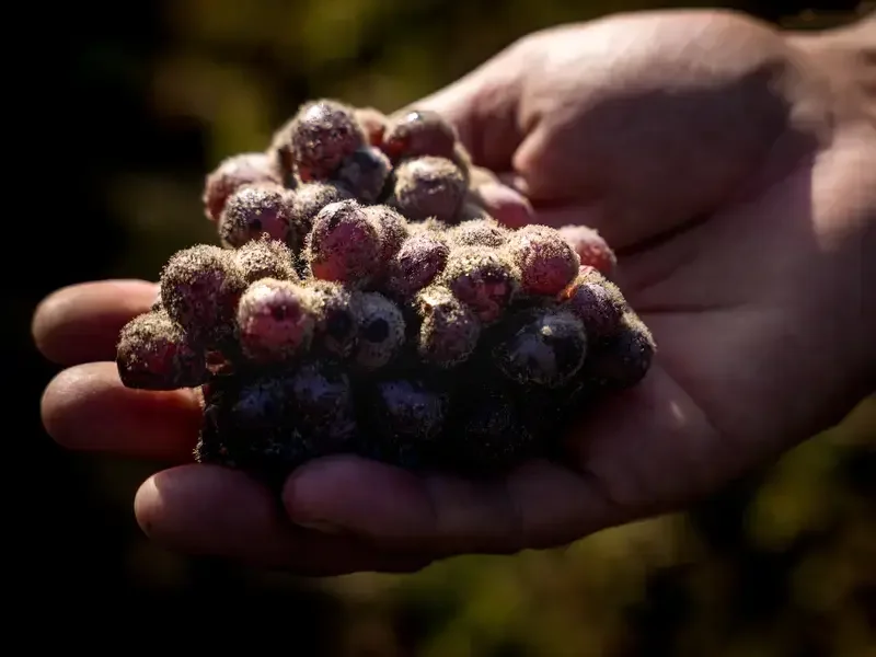 Vendanges at Château d’Yquem