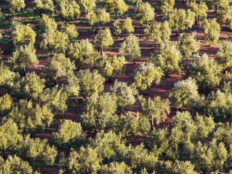 La Furtuna Estate in Corleone, Sicily