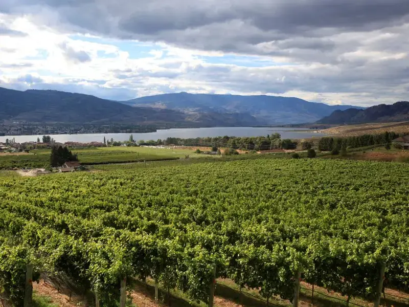 Moon Curser Vineyards, British Columbia.