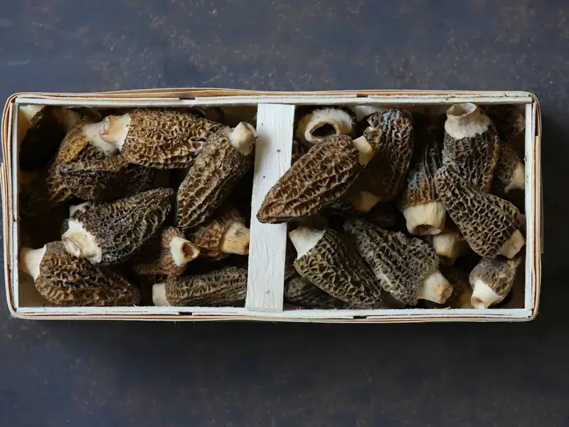 Morel mushrooms