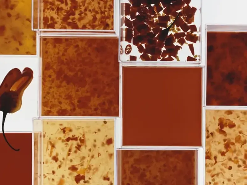 Mother and Daughter: the Extended Family of Sauces