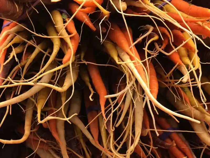 Original_13636_Roots-vegetables-FDL-TP
