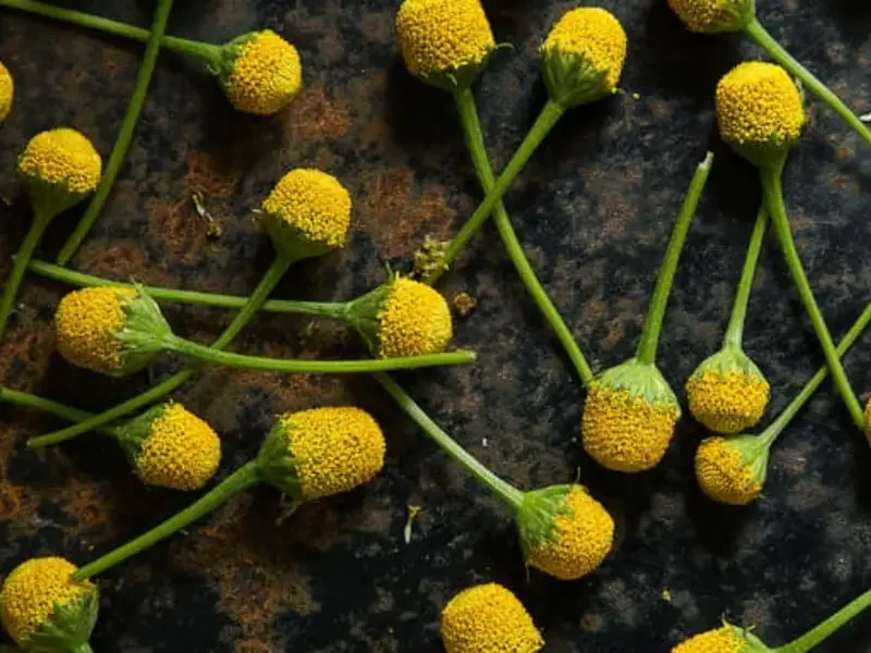 Szechuan Buttons: Electrifying Edible Flowers