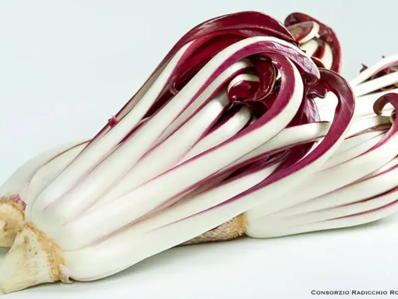 Original_14580_red-radicchio-TP