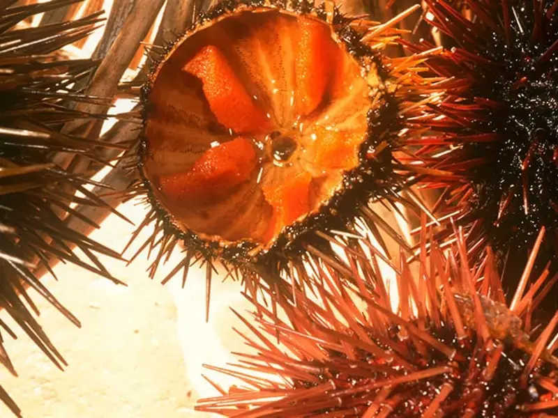 Sea Urchin From A to Z: 26 Things to Know