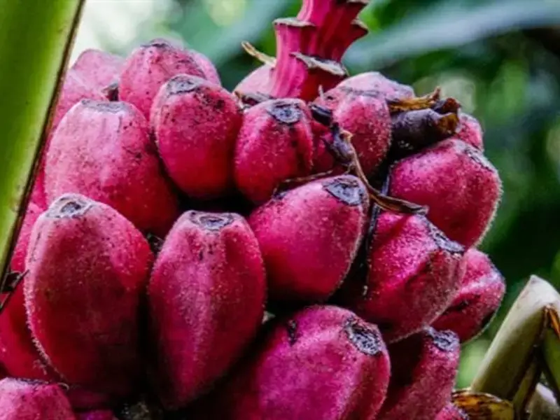 Red Banana: the Curious and Colourful Superfood