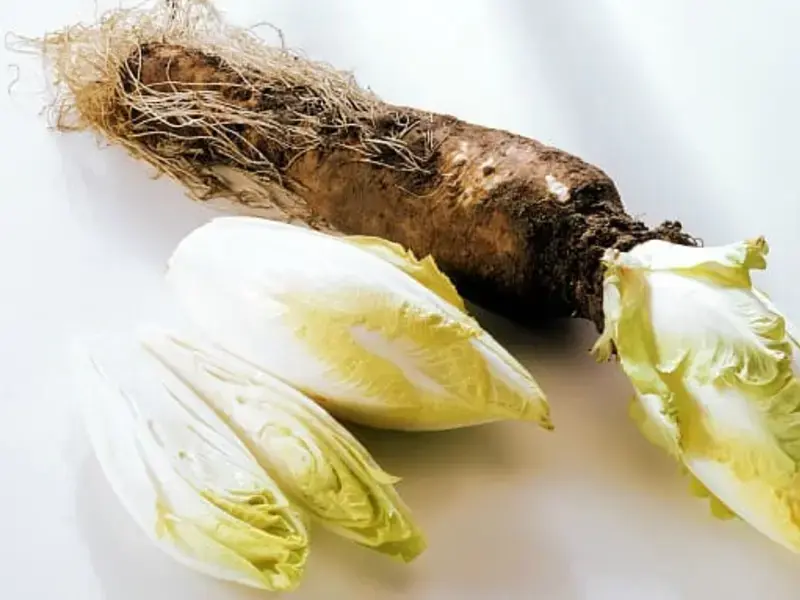 What is Chicory?