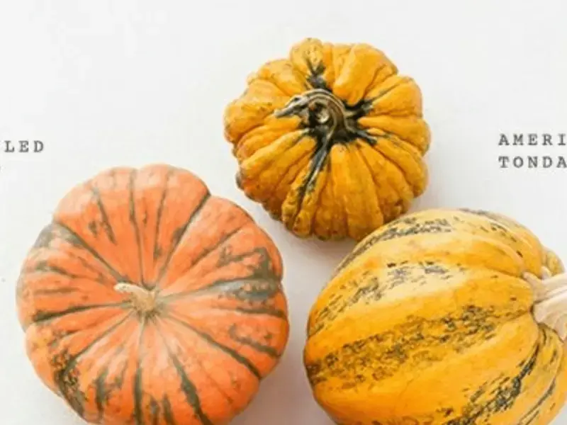Different Types of Squashes and How to Cook Them