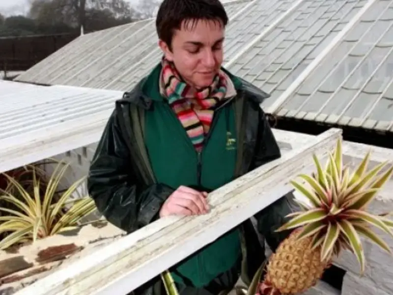 Would You Pay $16,000 For A Pineapple?