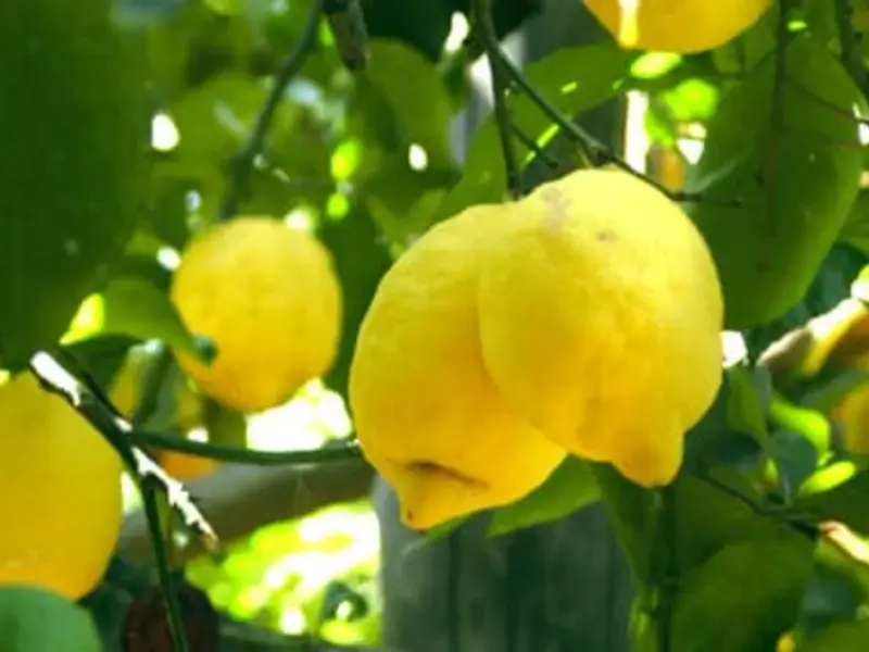 Original_523_buy-sorrento-lemons-083