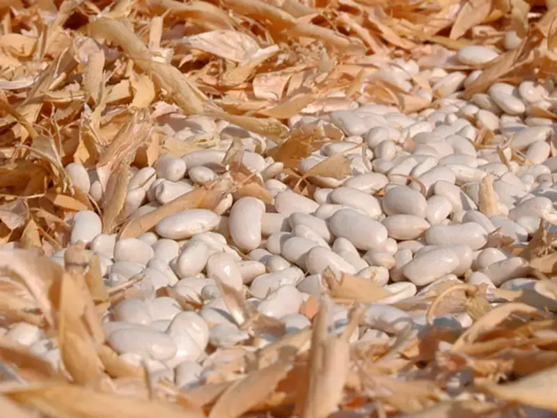 Sorana bean