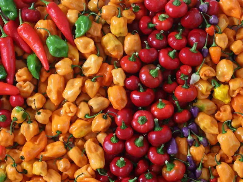 A vibrant selection of peppers.