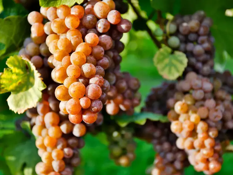 bunch of grapes for pinot ©iStock