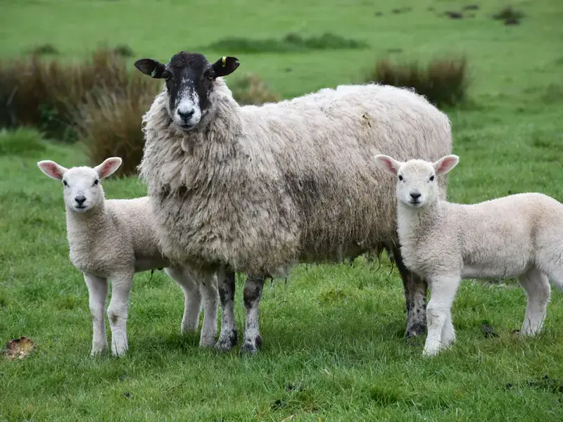 difference-lamb-mutton