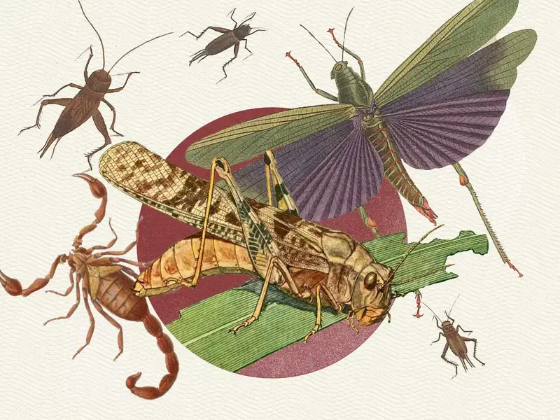 insects