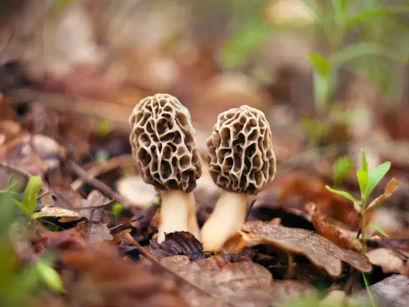 Morel mushrooms