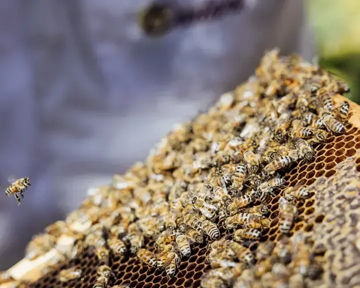 Rosewood Miramar Bees