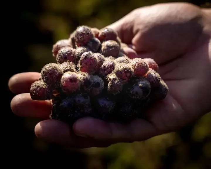 Vendanges at Château d’Yquem