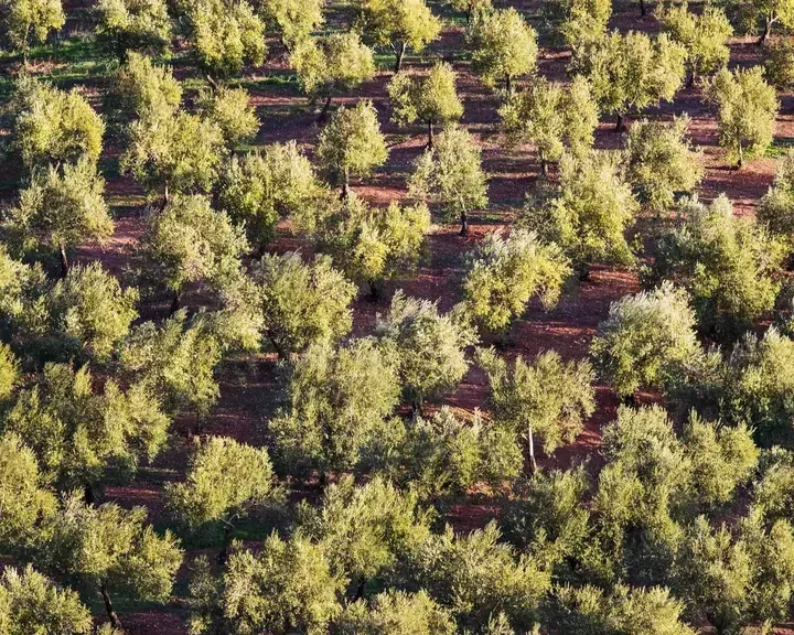 La Furtuna Estate in Corleone, Sicily