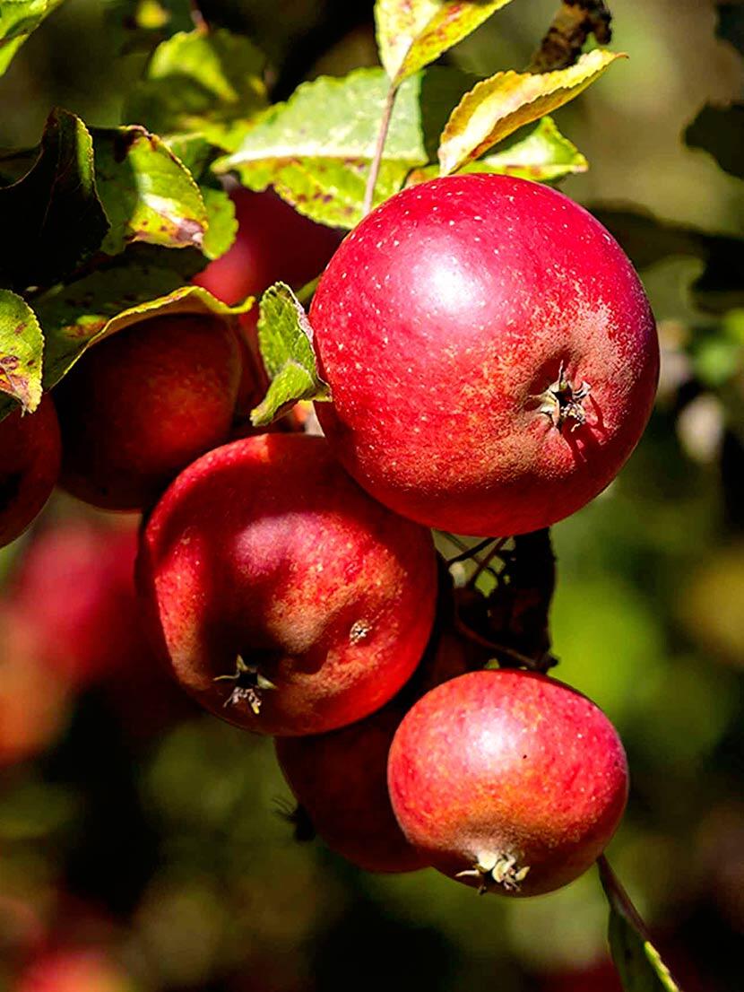 Food Myths Debunked